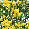الصورة الرمزية acacia sp